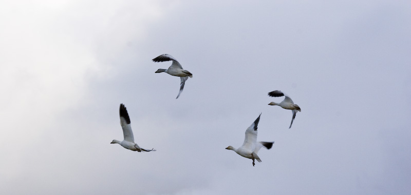 Snow Geese In Flight